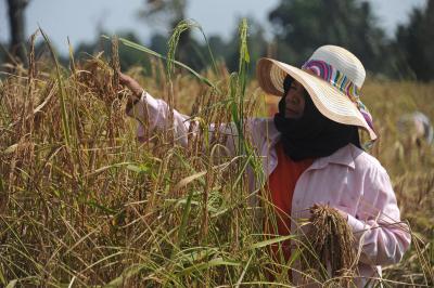 Thái Lan giữ vững vị trí số 1 thế giới về xuất khẩu gạo ảnh 1
